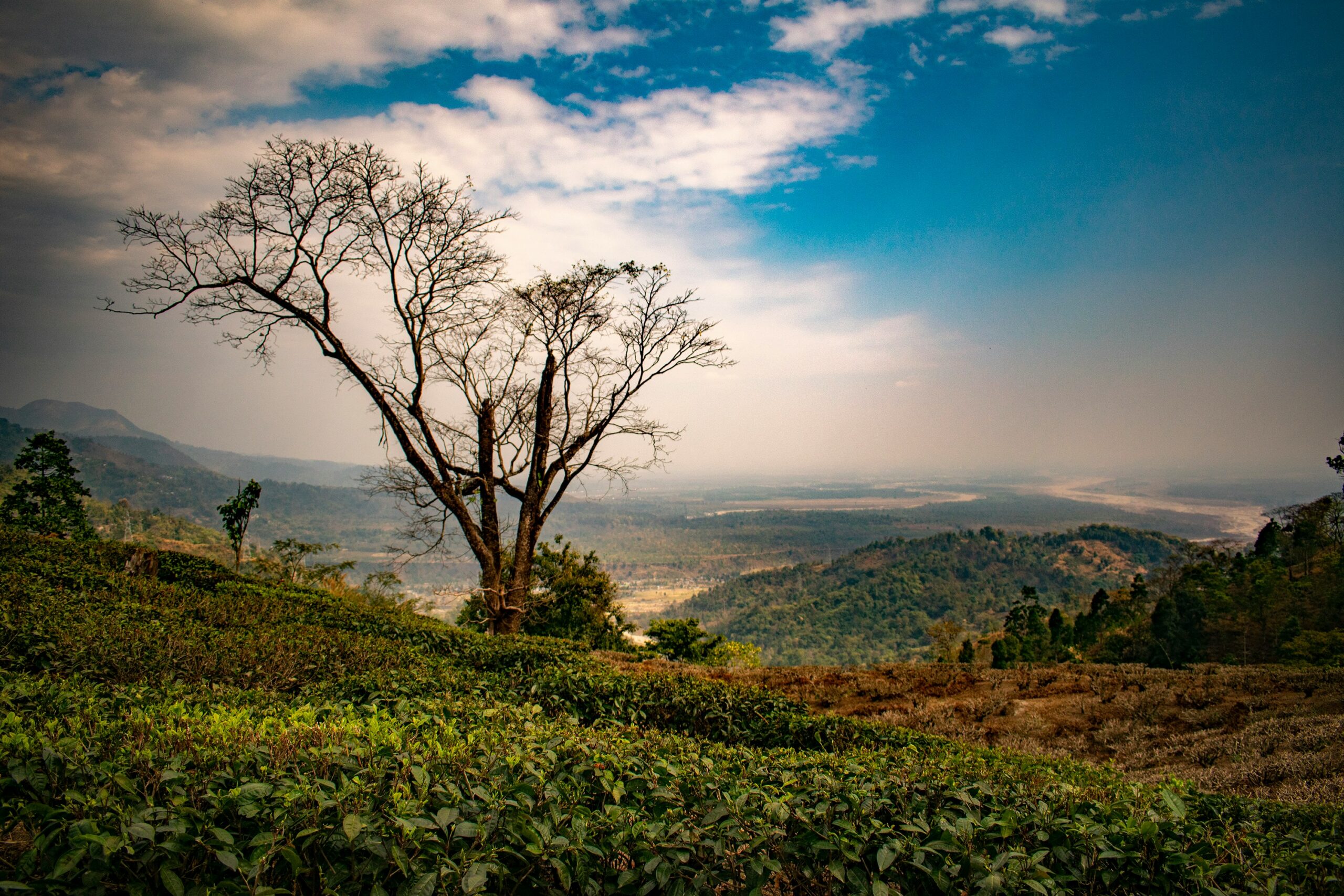 Day 1 NJP Rly Station / IXB Airport – Darjeeling (75 kms / 3 hrs)