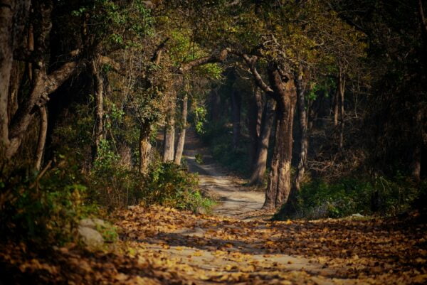 a dirt road surrounded by trees and leaves