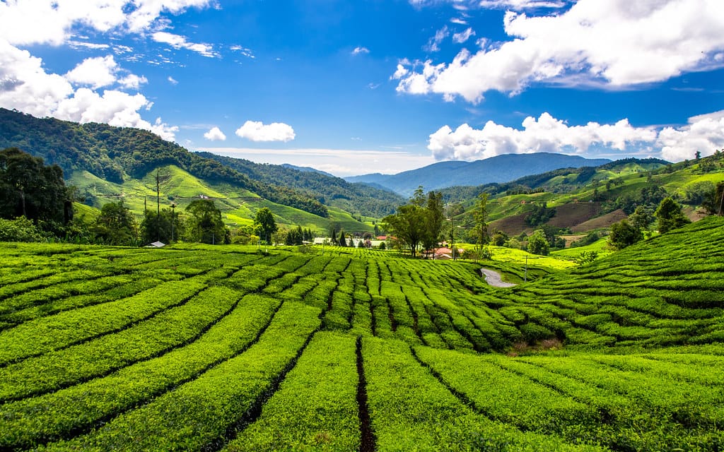 Day 3: Cameron Highlands