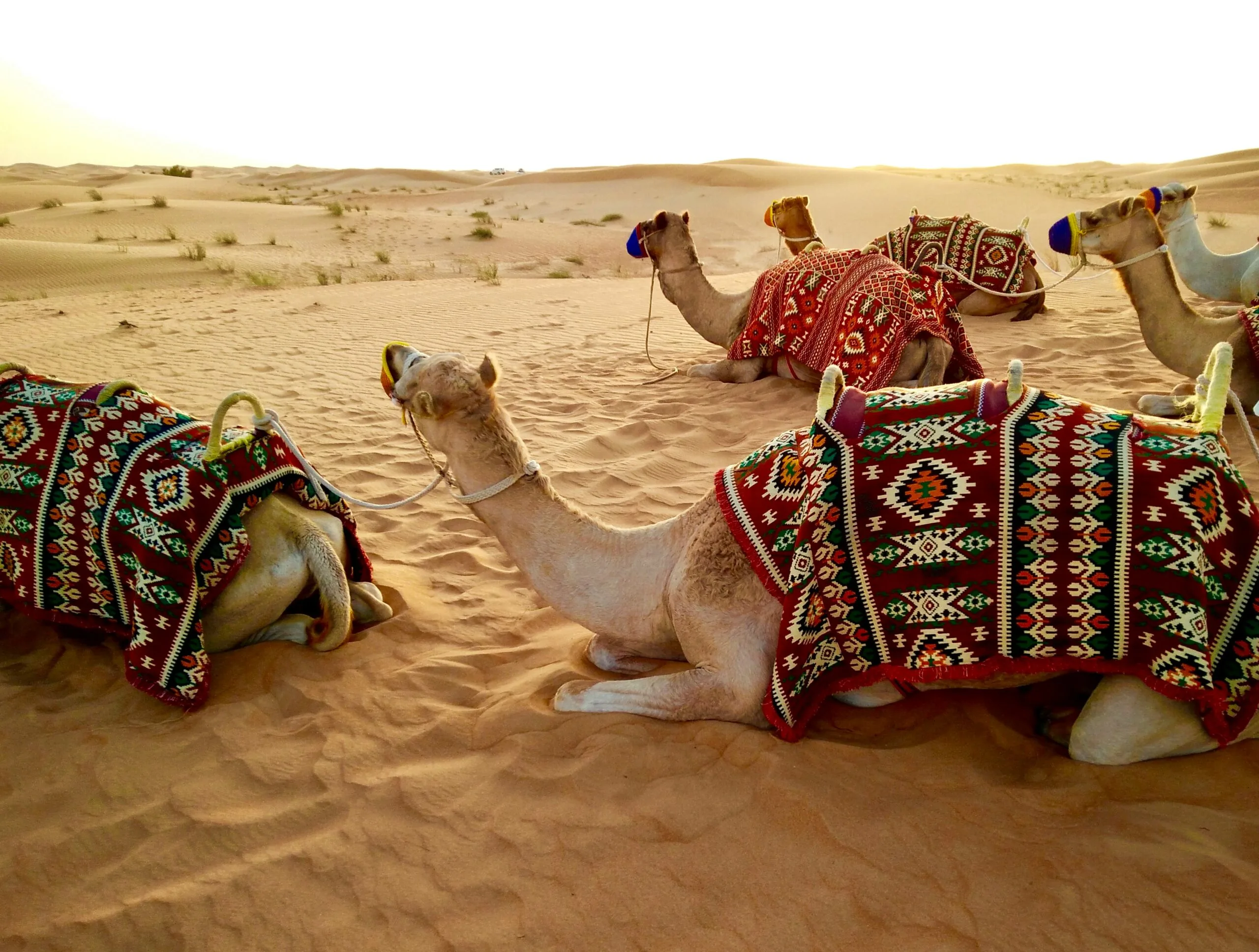 Day 3: Desert Safari